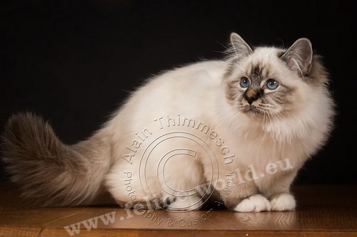 PHOTO_Timmesch_20 (photo)